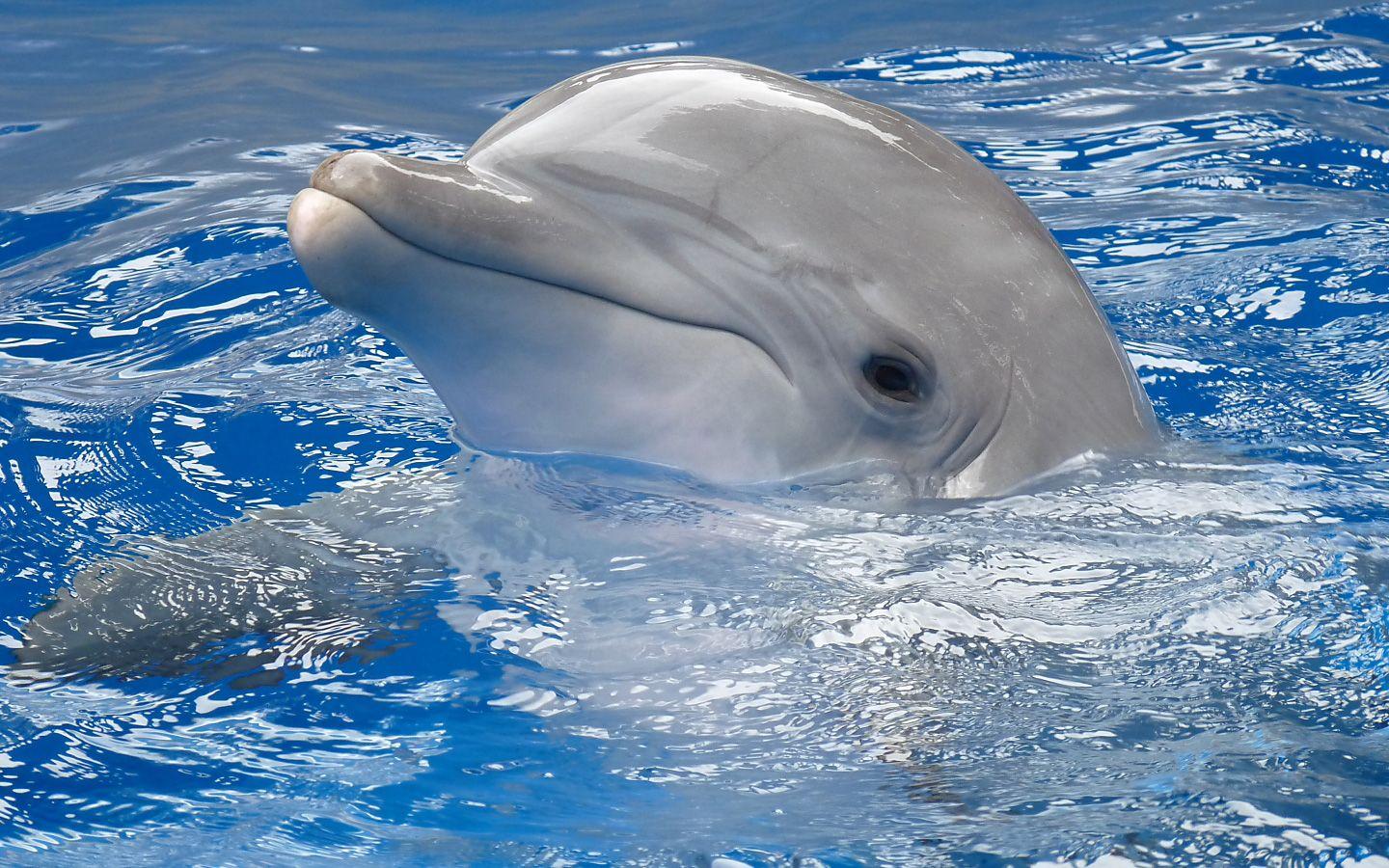 1440x900 Free download Baby Dolphin 1440x900 1610 [1440x900] for your Desktop, Mobile & Tablet. Explore Wallpaper Dolphin. Free Dolphin Wallpaper, Free Live Motion Wallpaper, Miami Dolphins Wallpaper
