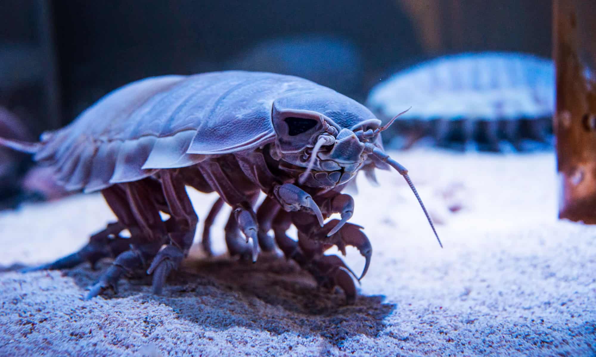 2000x1200 Giant Isopod Animal Facts Giganteus Z Animals