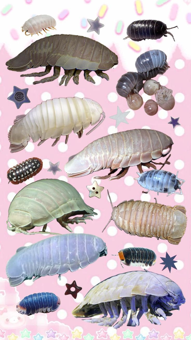 736x1308 Isopods my beloved <3 #isopod#bugs#iospods#blue#wallpaper