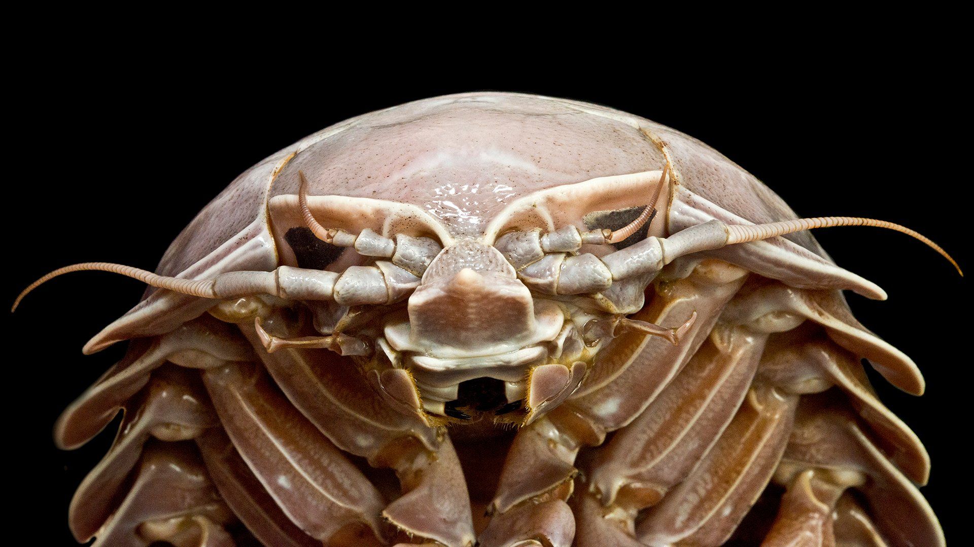 1920x1080 Isopod Wallpaper 1920x1080 82187
