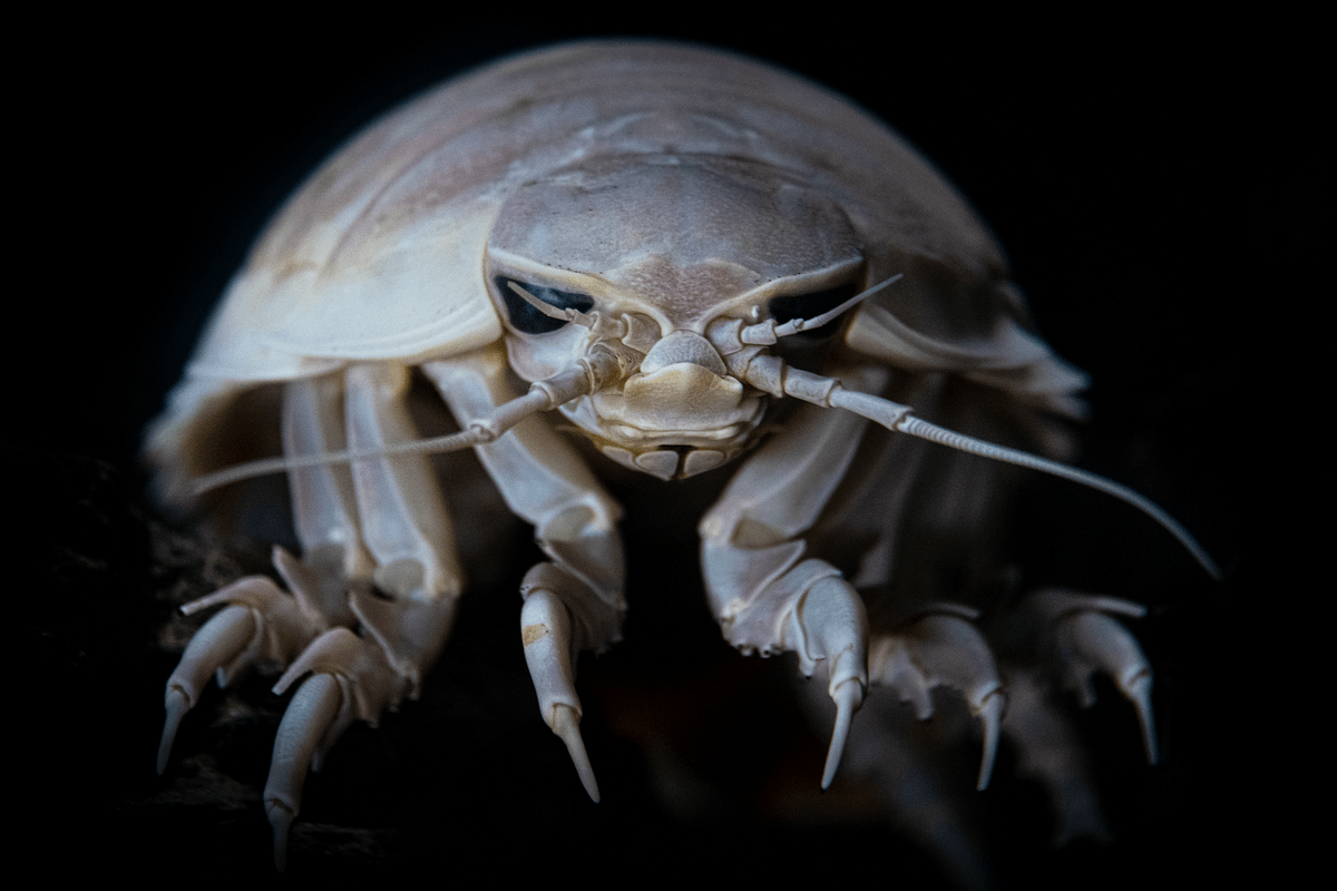 1200x800 Giant isopod. Monterey Bay Aquarium