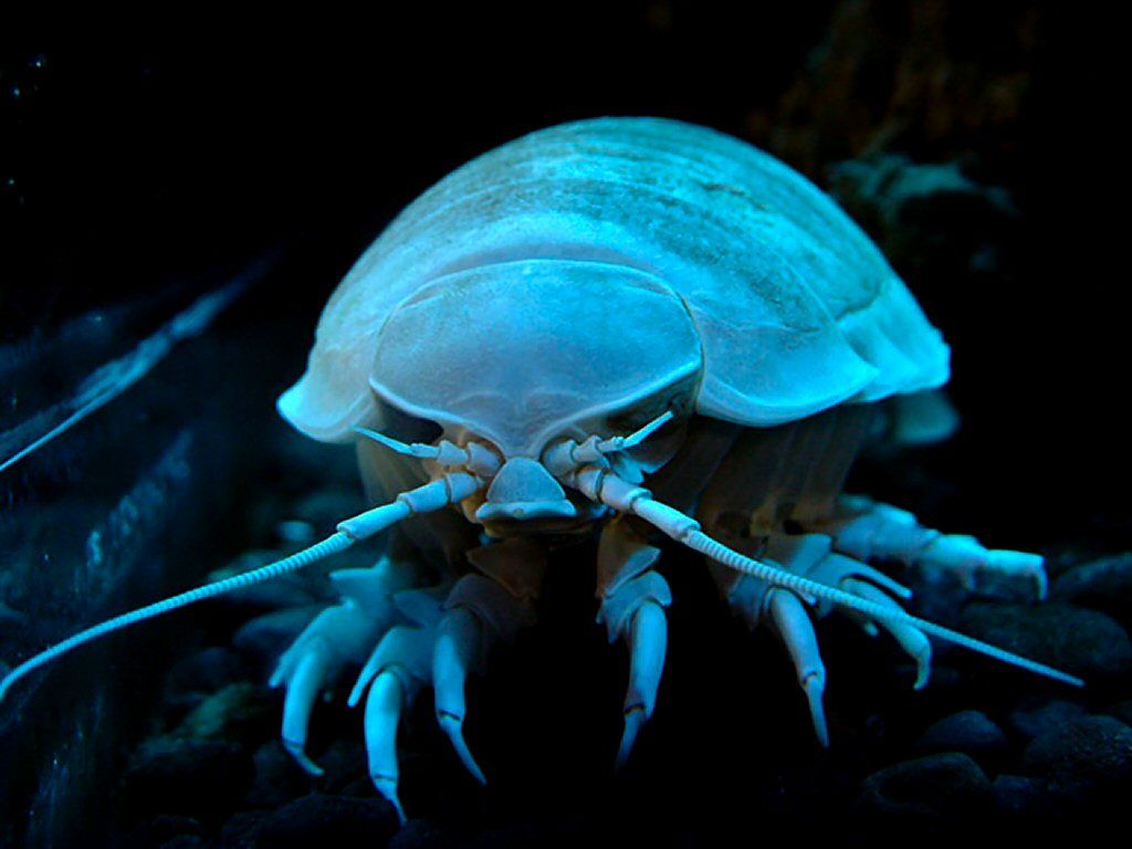 1024x768 Free Isopod 4K Wallpaper & Desktop HD Background for PC
