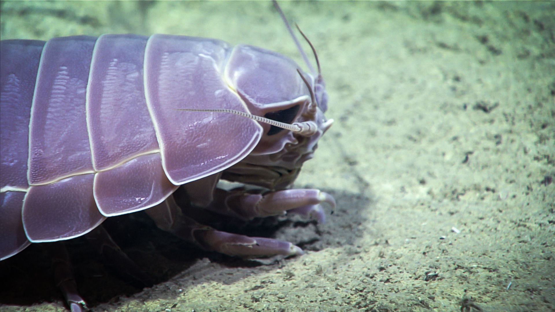 1920x1080 Giant Isopod Ocean Exploration