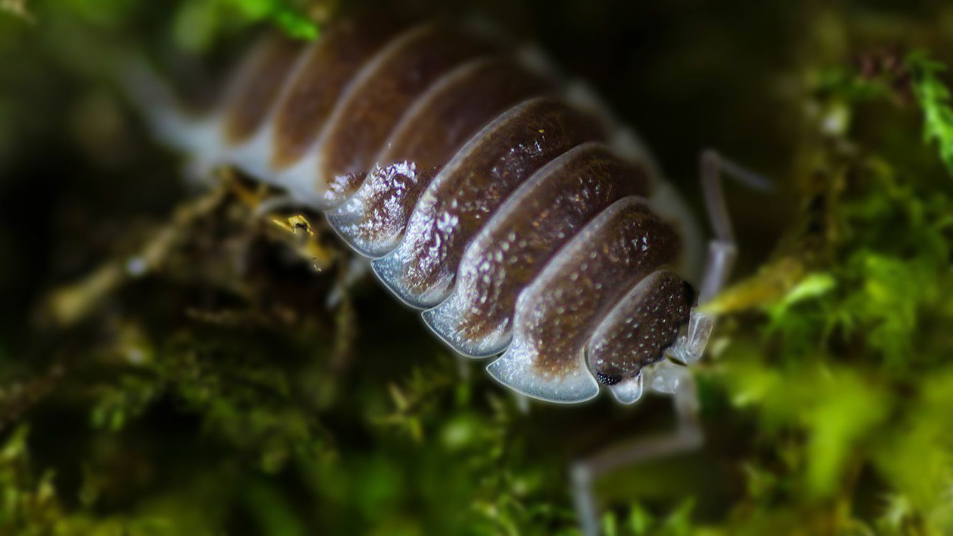 1366x768 Isopod Wallpaper HD 77083