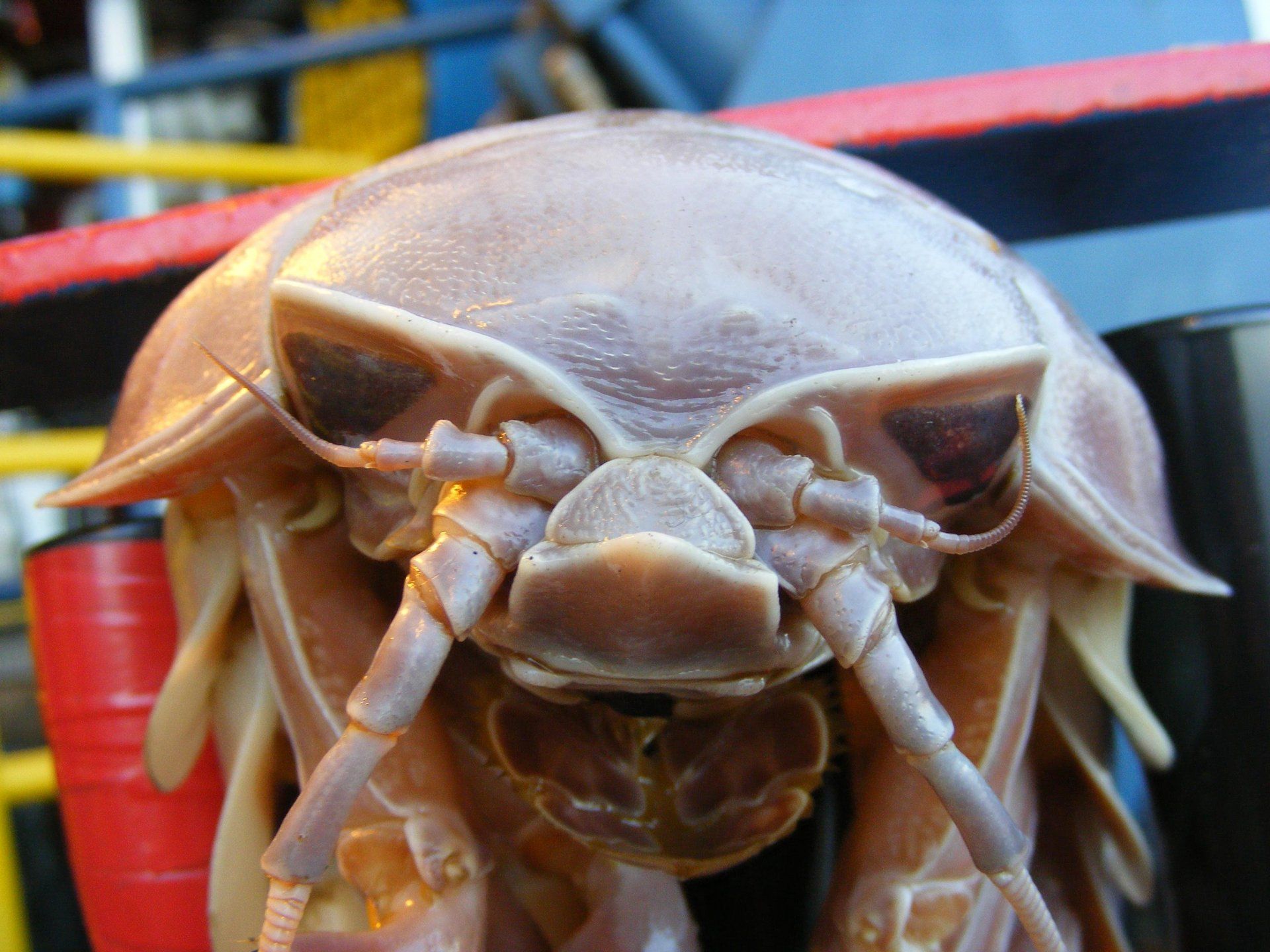 1920x1440 Download Animal Isopod HD Wallpaperx2304