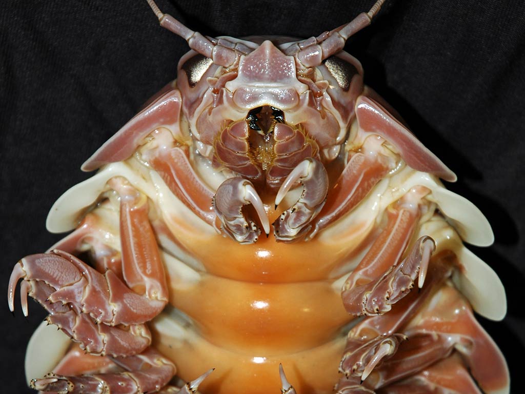 1024x768 Isopod Wallpaper