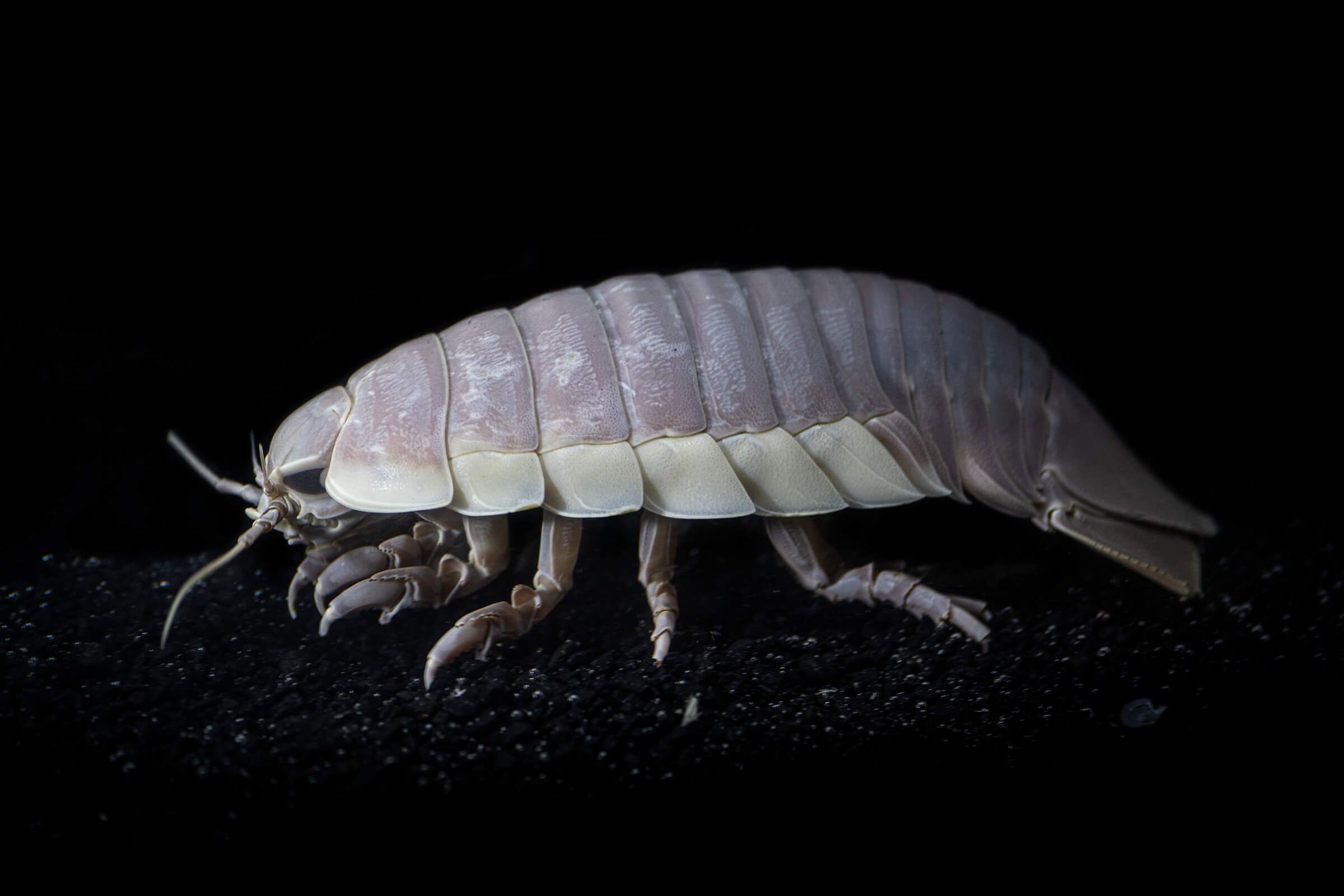 2400x1600 Giant isopod. Monterey Bay Aquarium