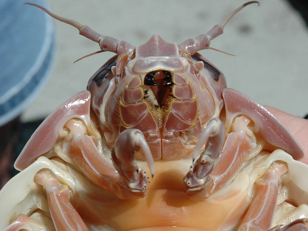 1024x768 Isopod Wallpaper and Background