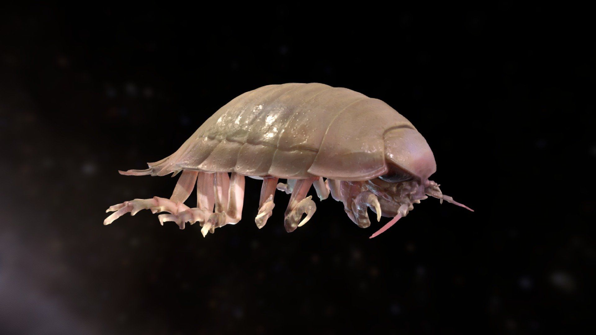 1920x1080 Giant Isopod model by Vic DeLeon [85132d6]