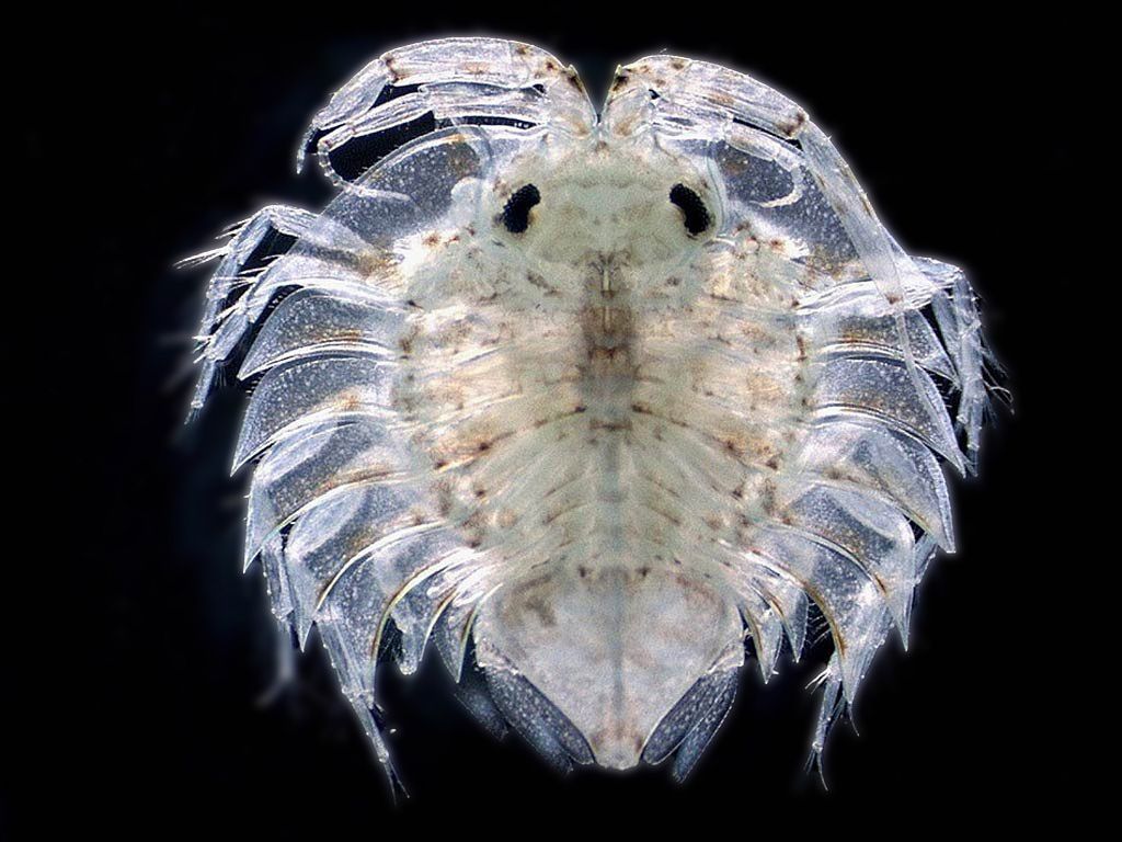 1024x768 Isopod High Definition Wallpaper 77081