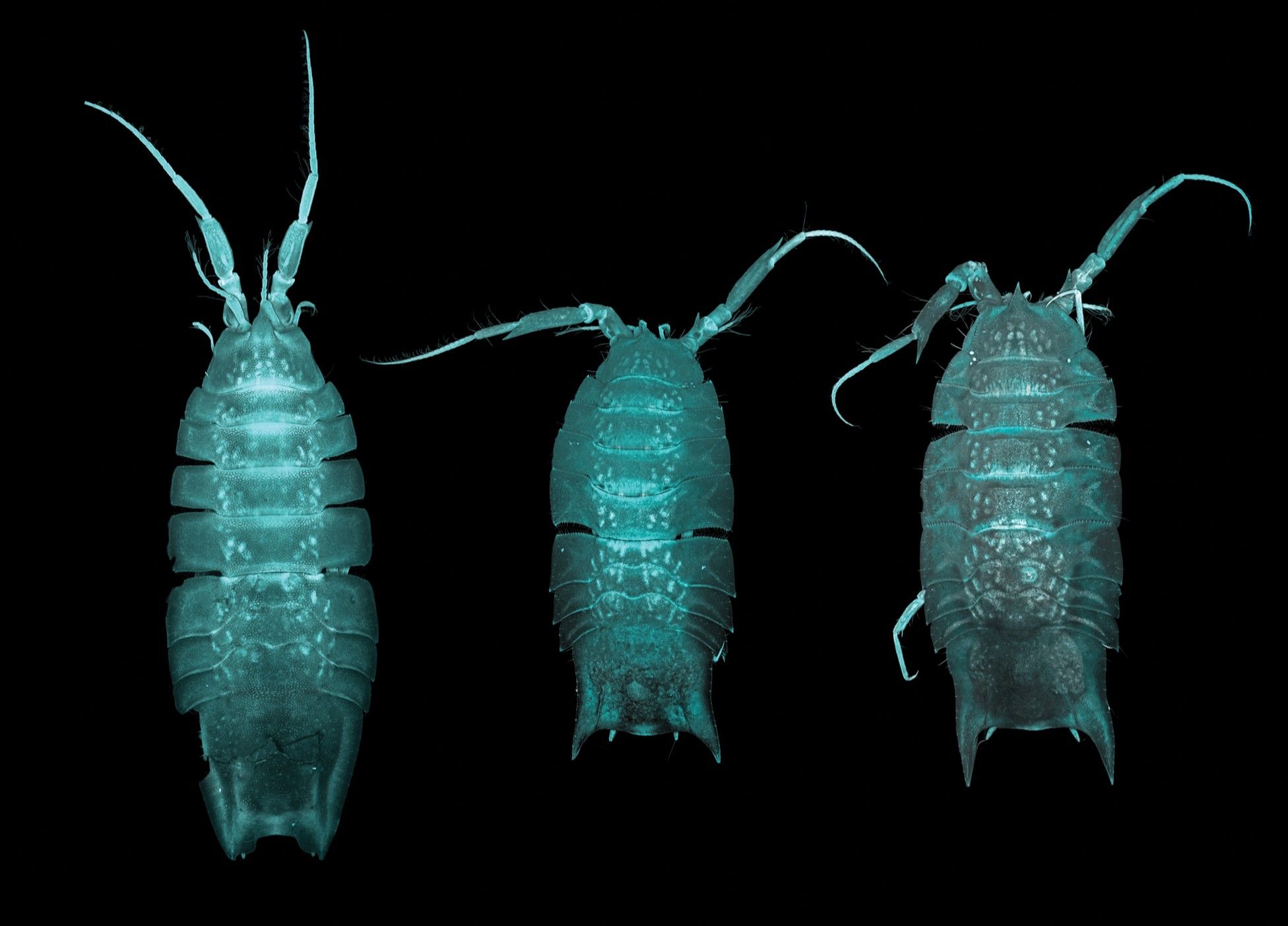 1952x1404 Hades, God Of The Dead, And Now A Deep Sea Isopod