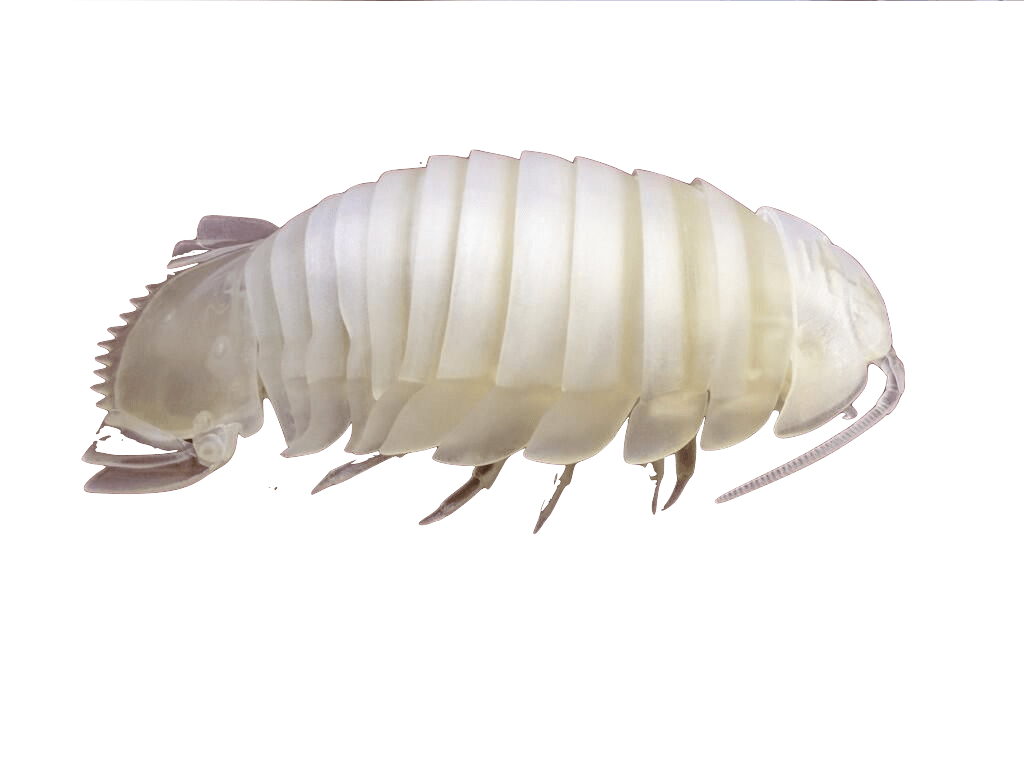 1024x768 Isopods