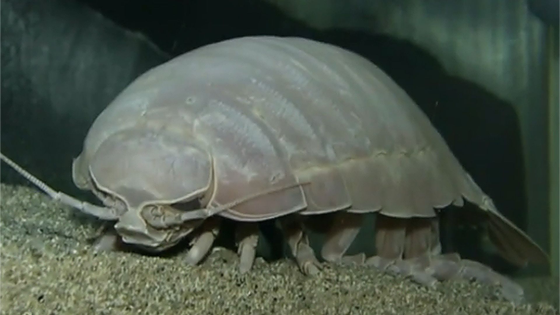 1920x1080 Giant Isopod Eats for First Time in 5 Years