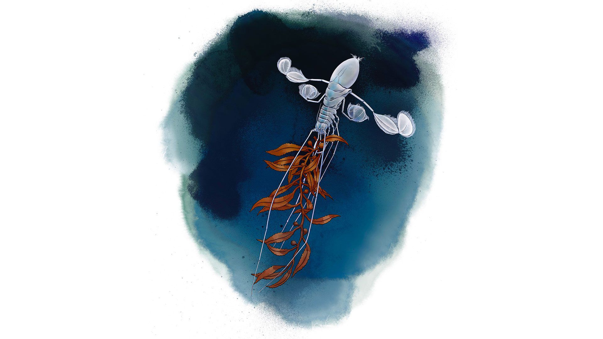 1920x1080 A hadal zone mystery solved. Woods Hole Oceanographic Institution