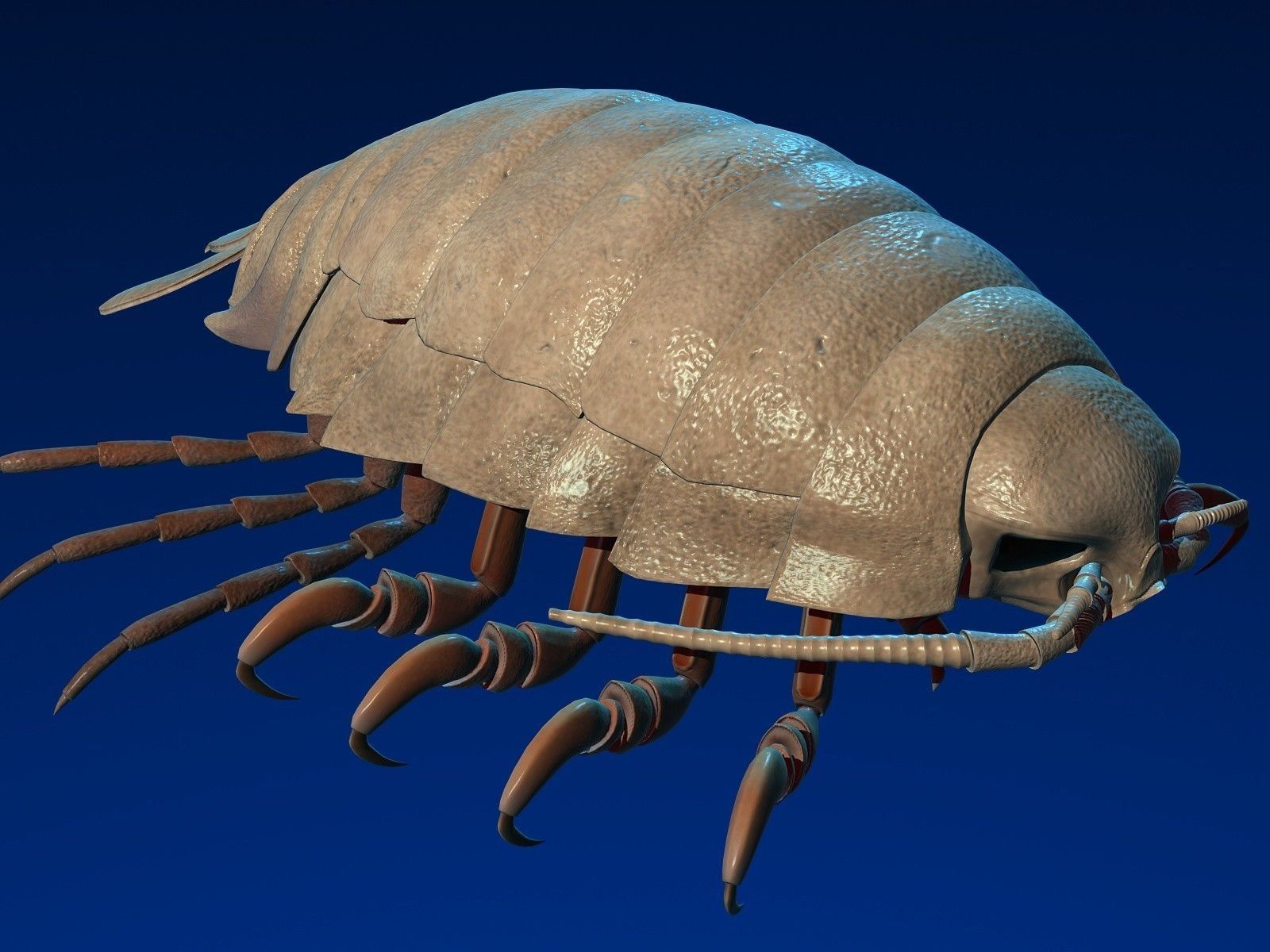 1600x1200 Isopod Background Wallpaper 77071