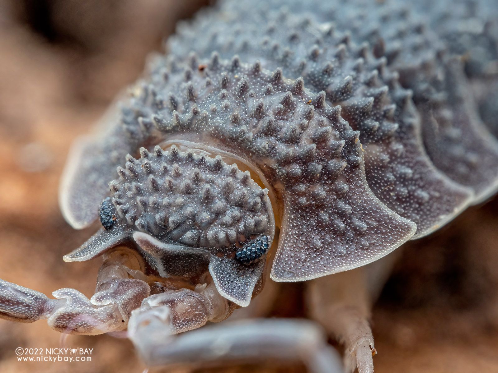 1600x1200 Isopod Site