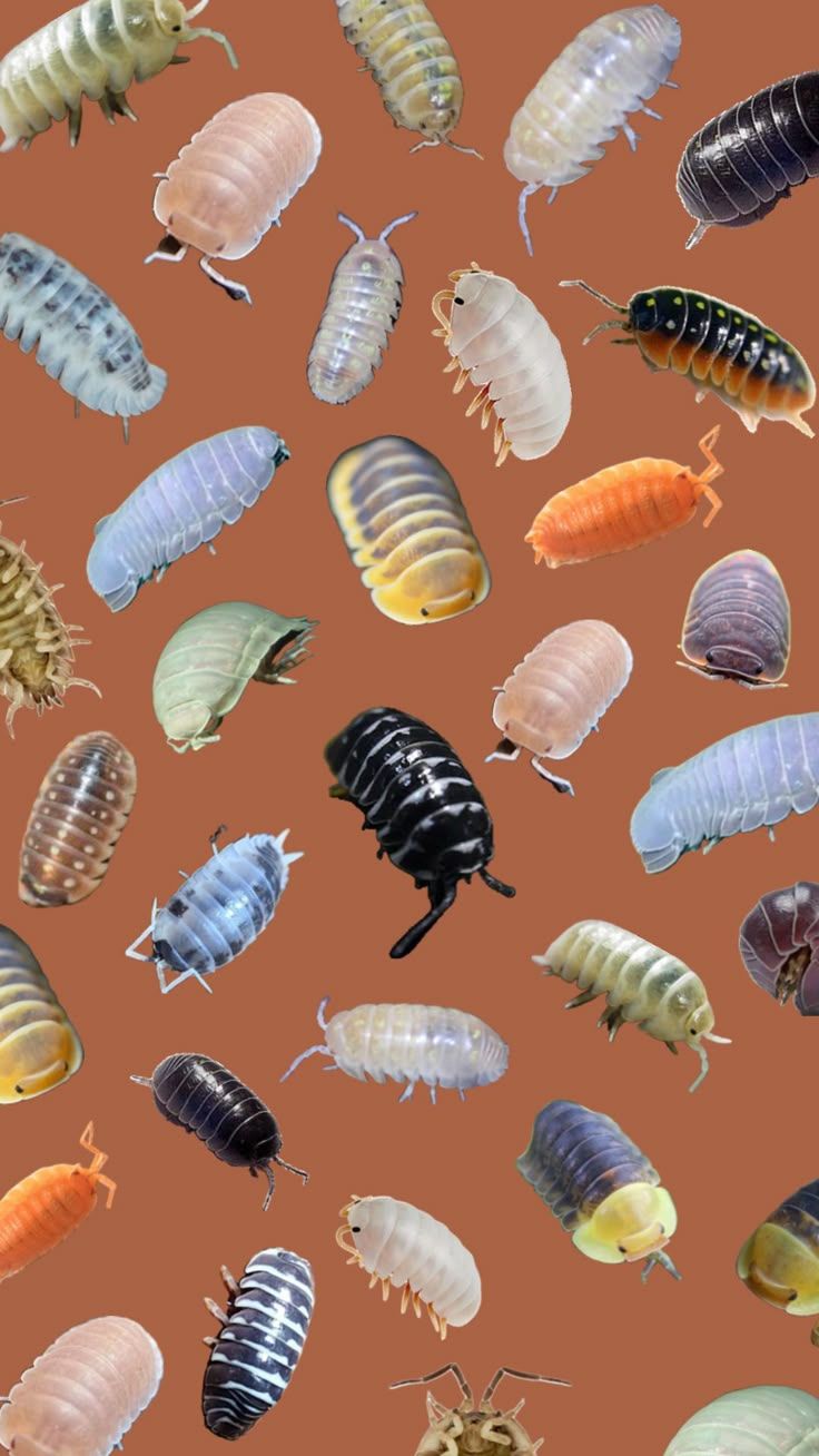 736x1308 Check out danielabeora's Shuffles #miprimershuffle #myfirstshuffle. Roly poly wallpaper, Isopods wallpaper, Cool insects