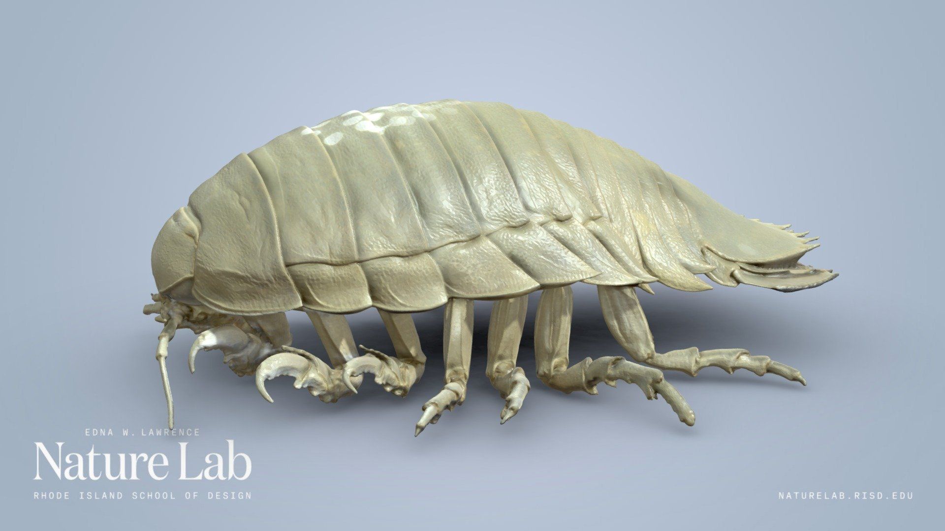 1920x1080 Giant Isopod Free 3D model by RISD Nature Lab [46469c5]