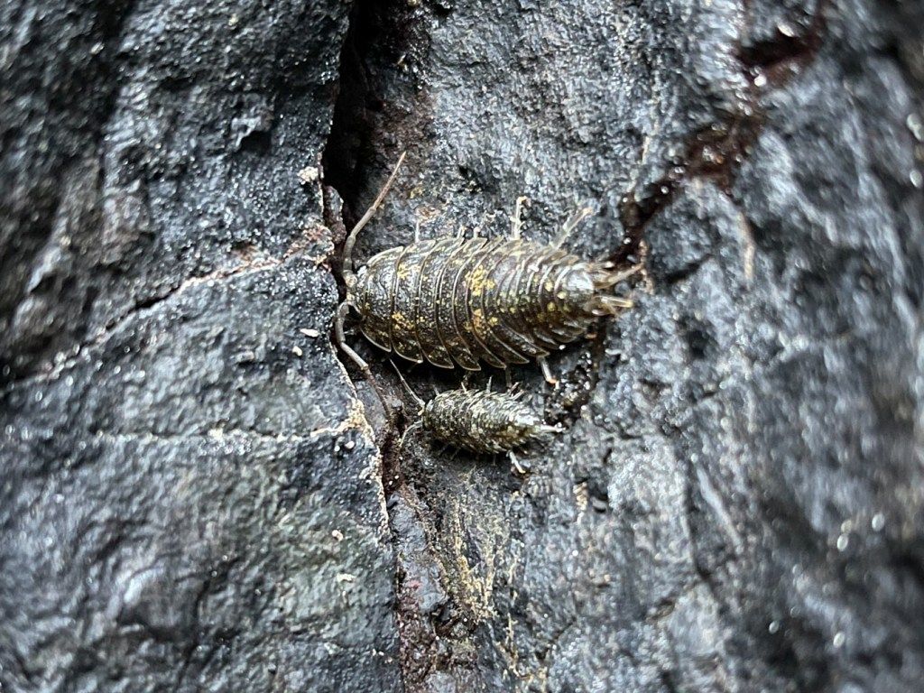 1024x768 Isopods