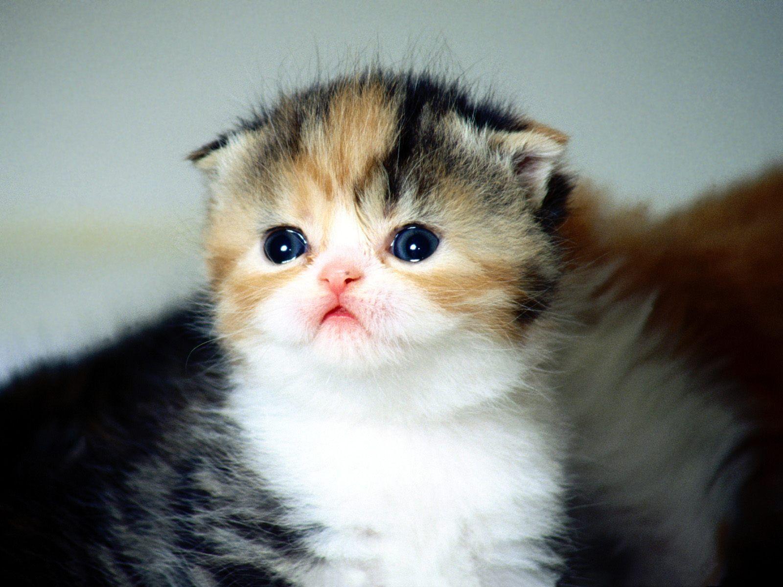 1600x1200 Cute Baby Cats Wallpaper