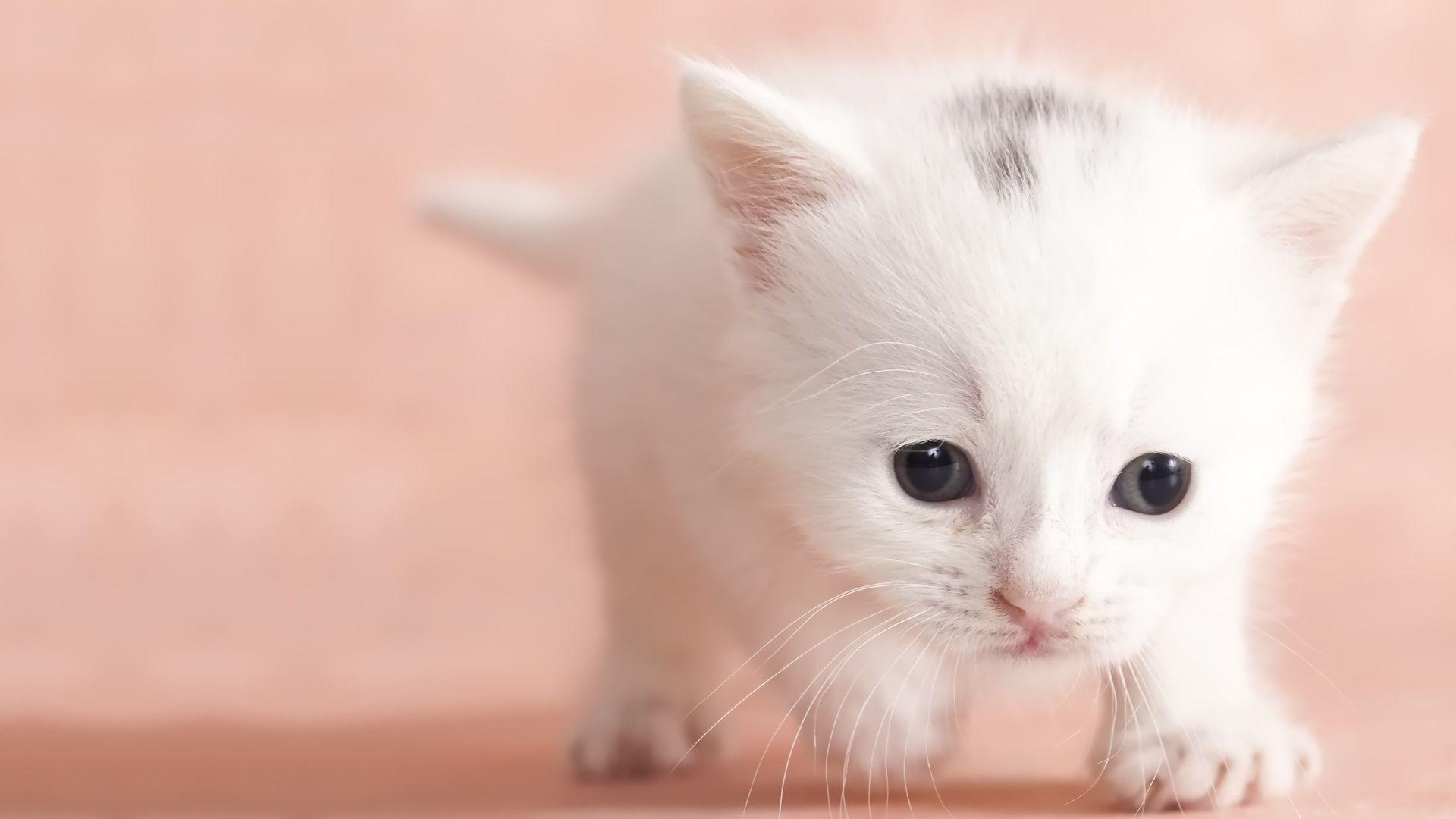 1920x1080 Free download Pics Photo Cute Baby Cat HD Wallpaper For Desktop [1920x1080] for your Desktop, Mobile & Tablet. Explore Baby Kitten Wallpaper. Cute Kittens Wallpaper, Free Kittens Wallpaper for
