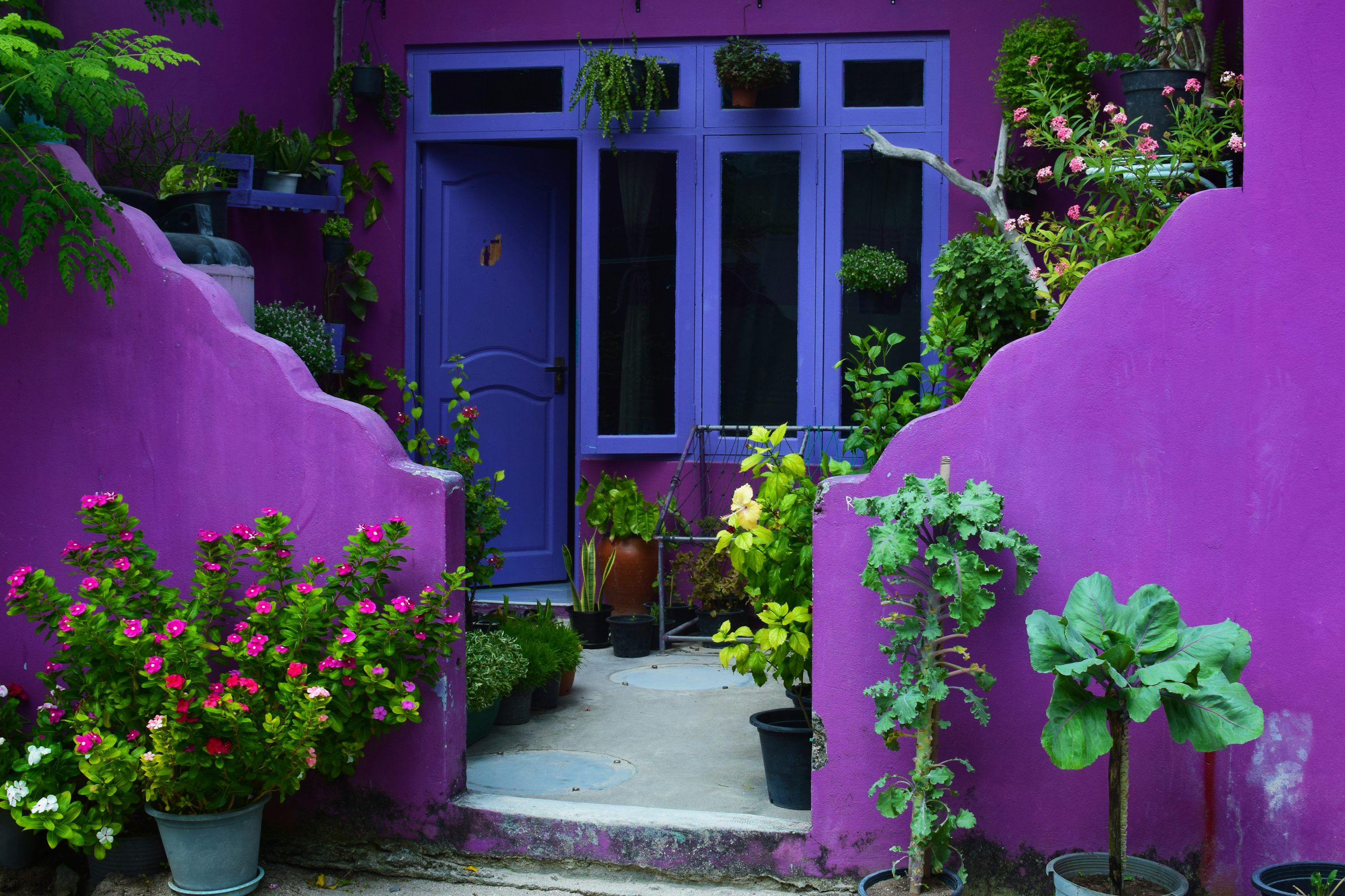 3000x2000 Purple House Picture. Download Free Image
