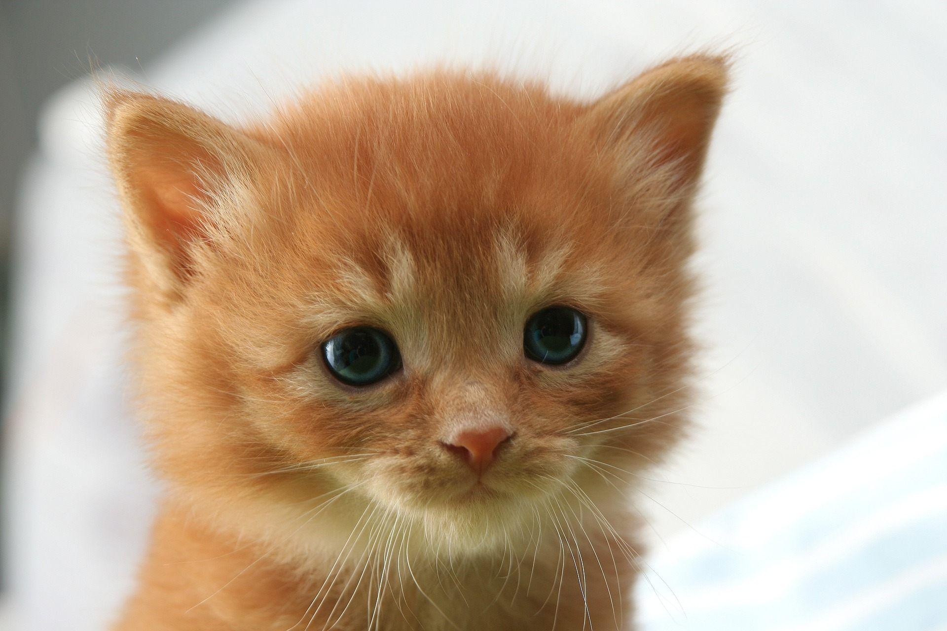 1920x1280 Cute Baby Cat Wallpaper For You Free Download Kitten Brown Eyes HD Wallpaper