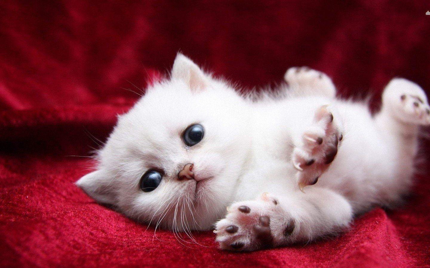 1440x900 Desktop Wallpaper Download HD Cat Cute Baby Cats Wallpaper & Background Download