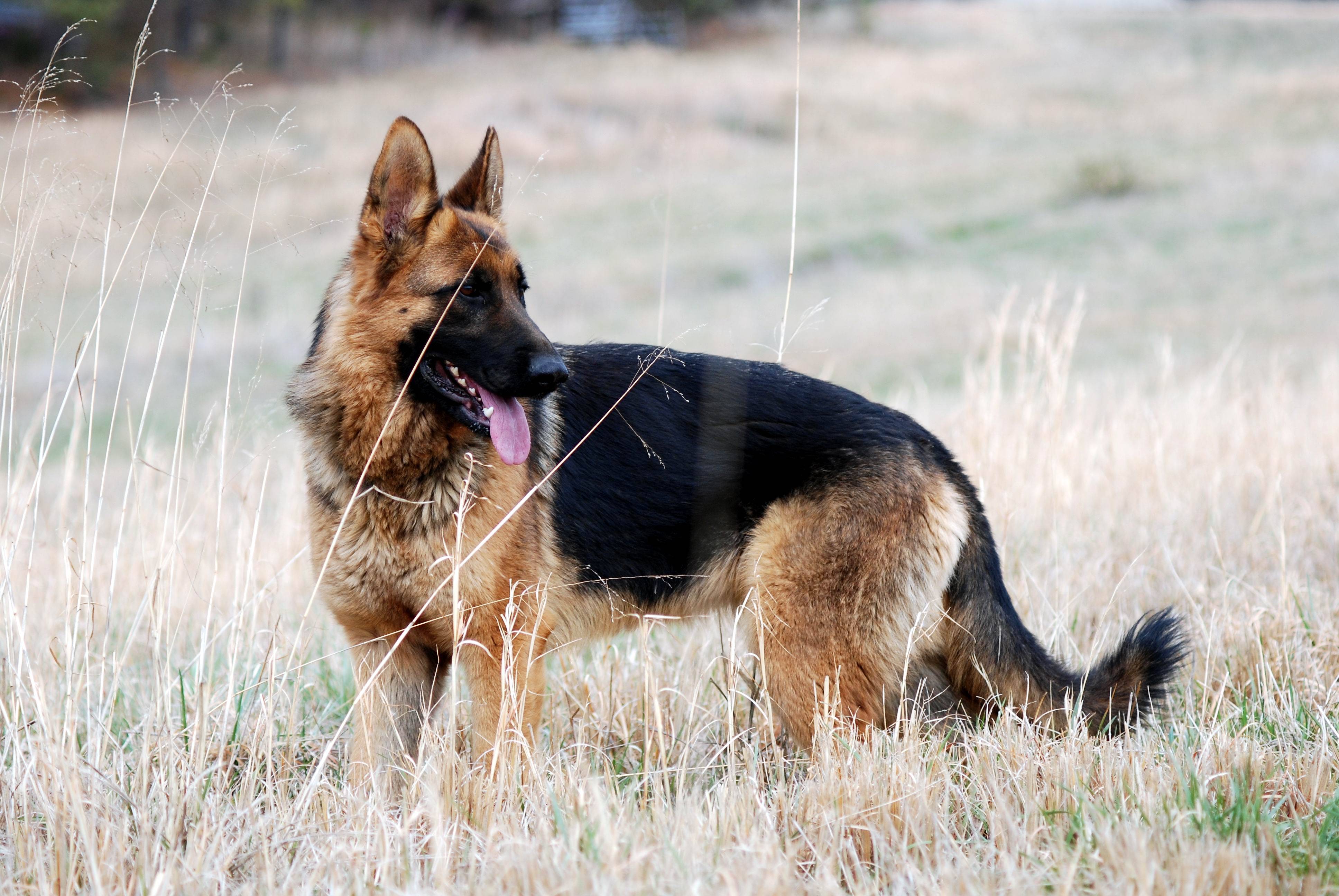 3872x2592 German Shepherd Wallpaper