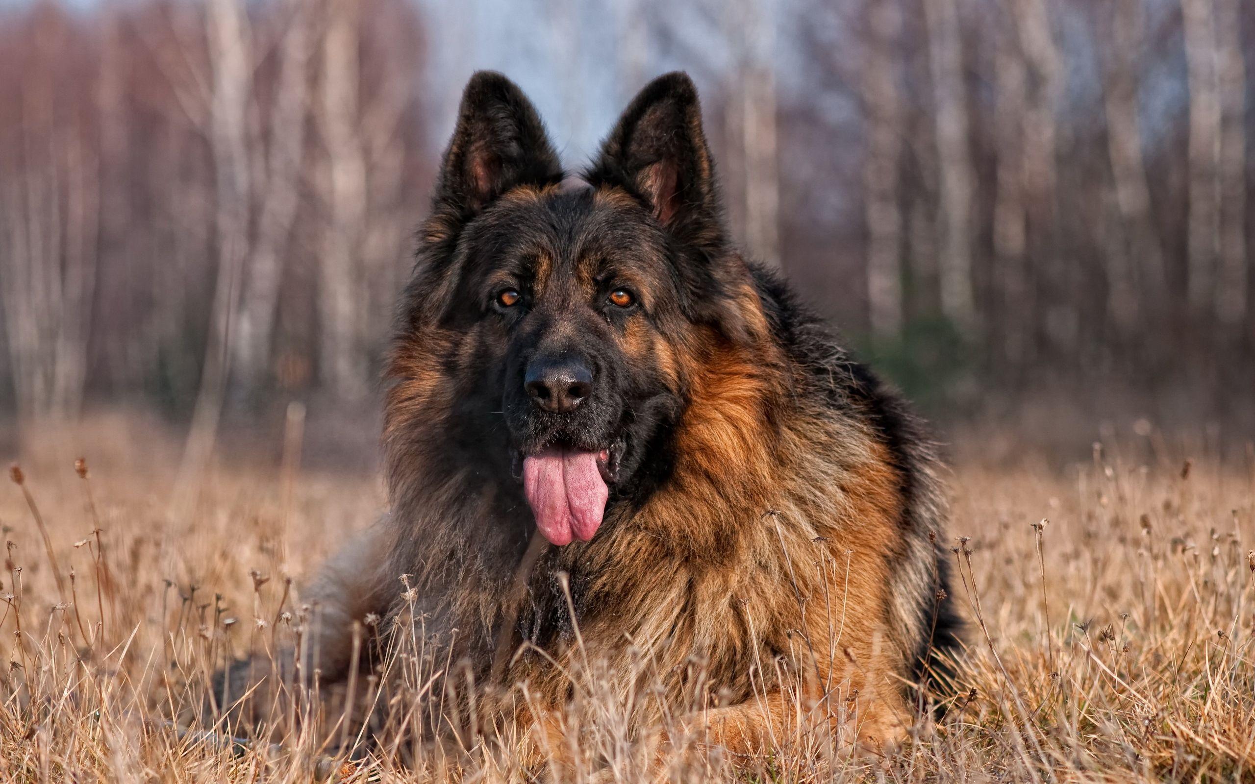 2560x1600 He is so handsome. Isn't it? #germanshepherds #dogchews /. German shepherd picture, Dogs, German shepherd