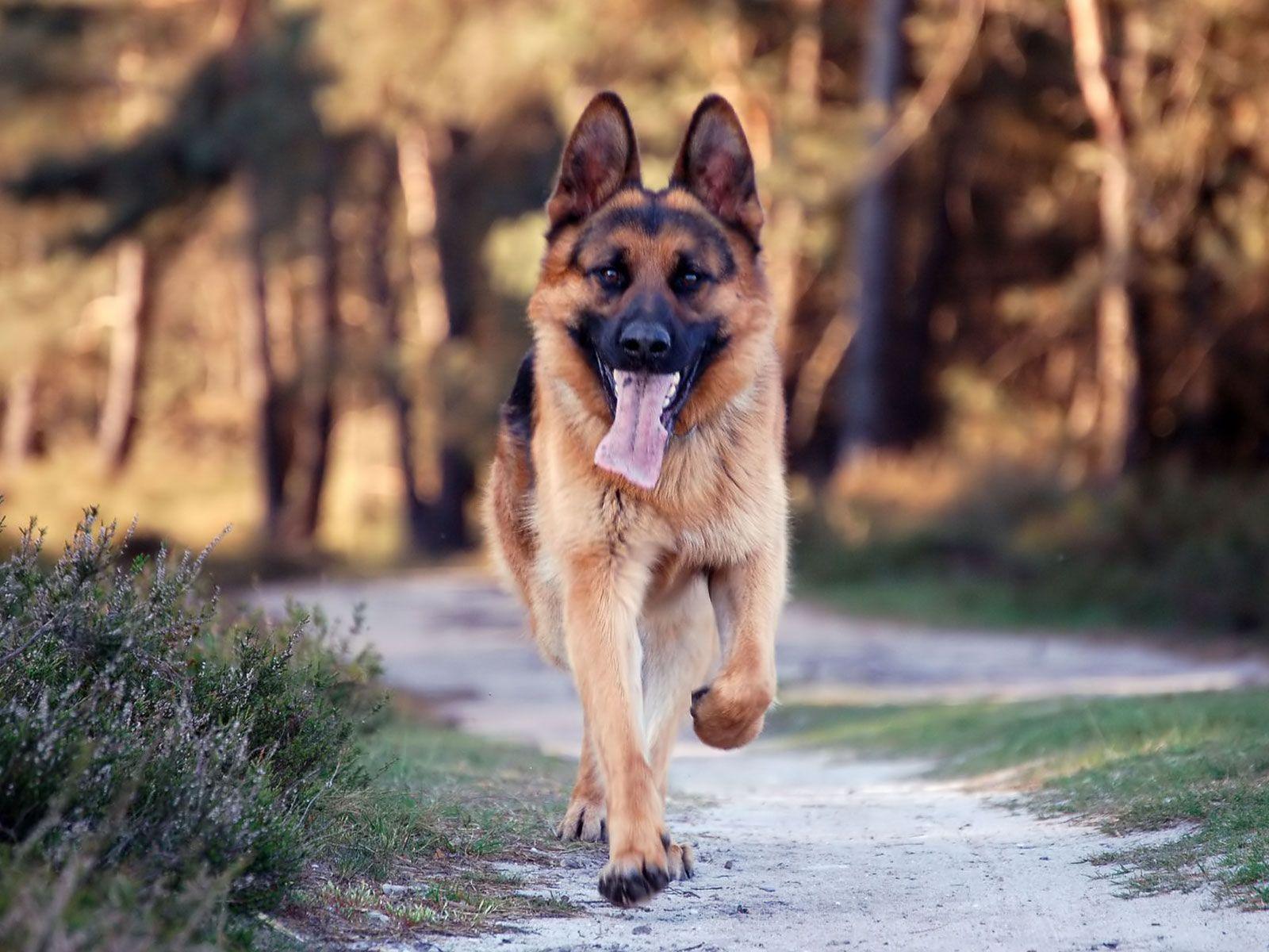 1600x1200 German Shepherd Wallpaper