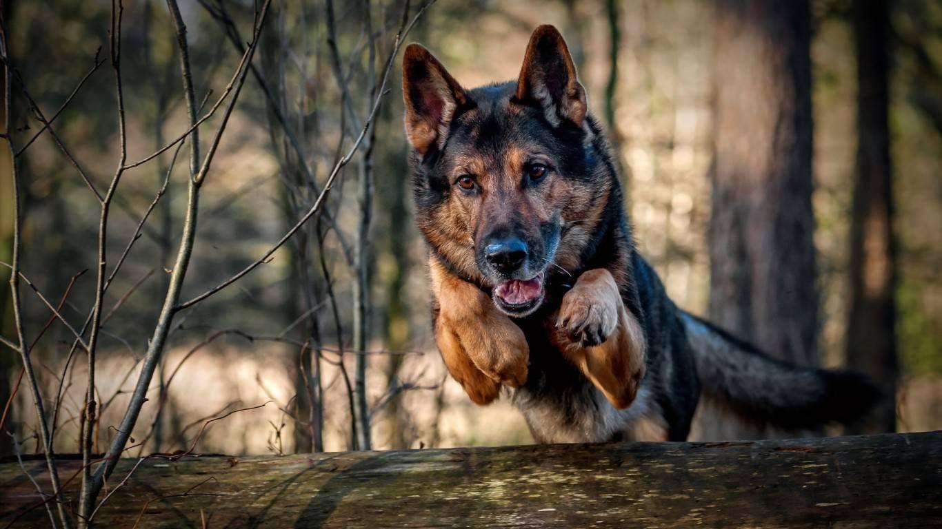 1366x768 German Sheperd. German shepherd wallpaper, Shepherd dog breeds, German shepherd dogs