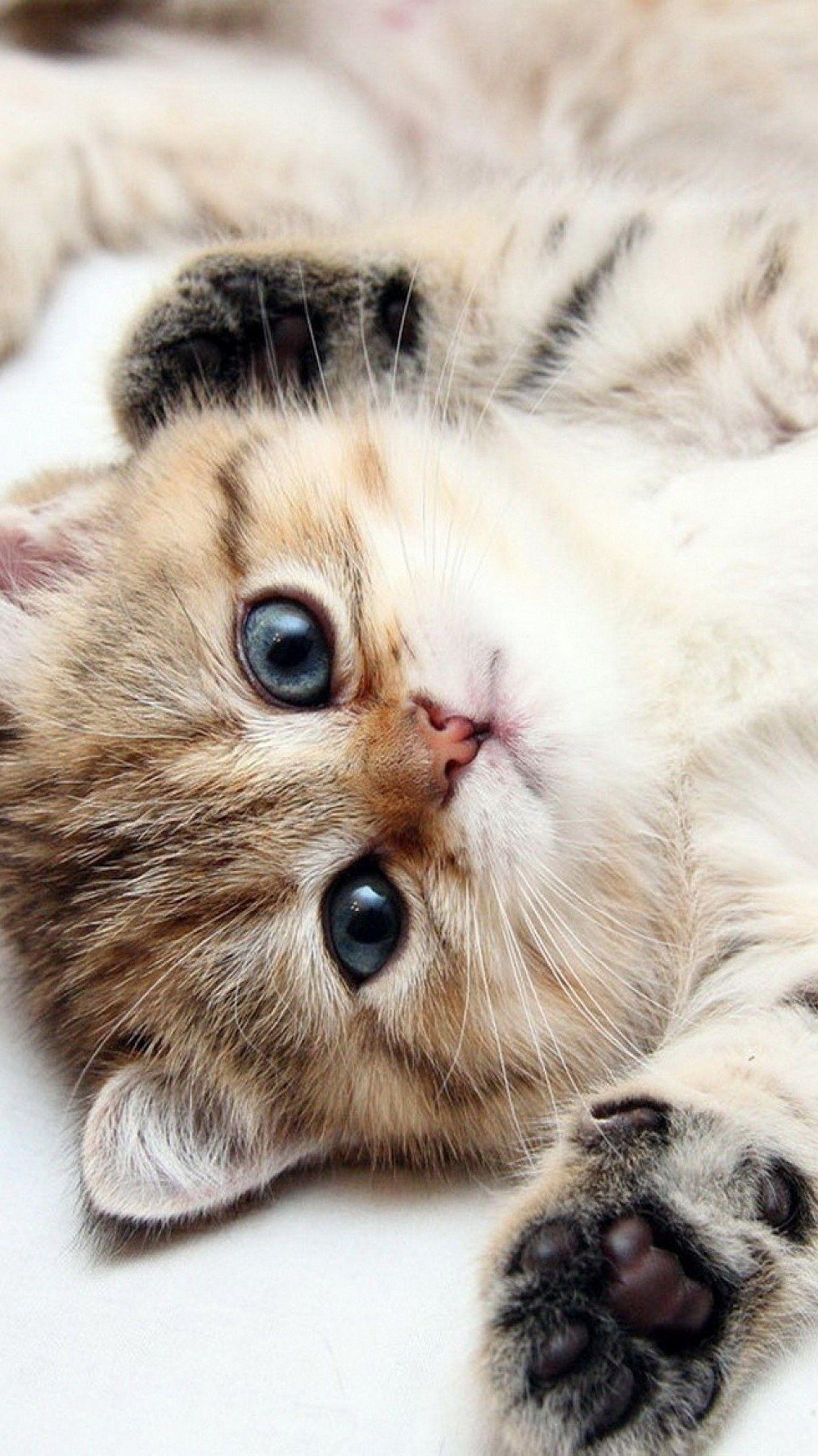 1440x2560 Baby Cat Wallpaper