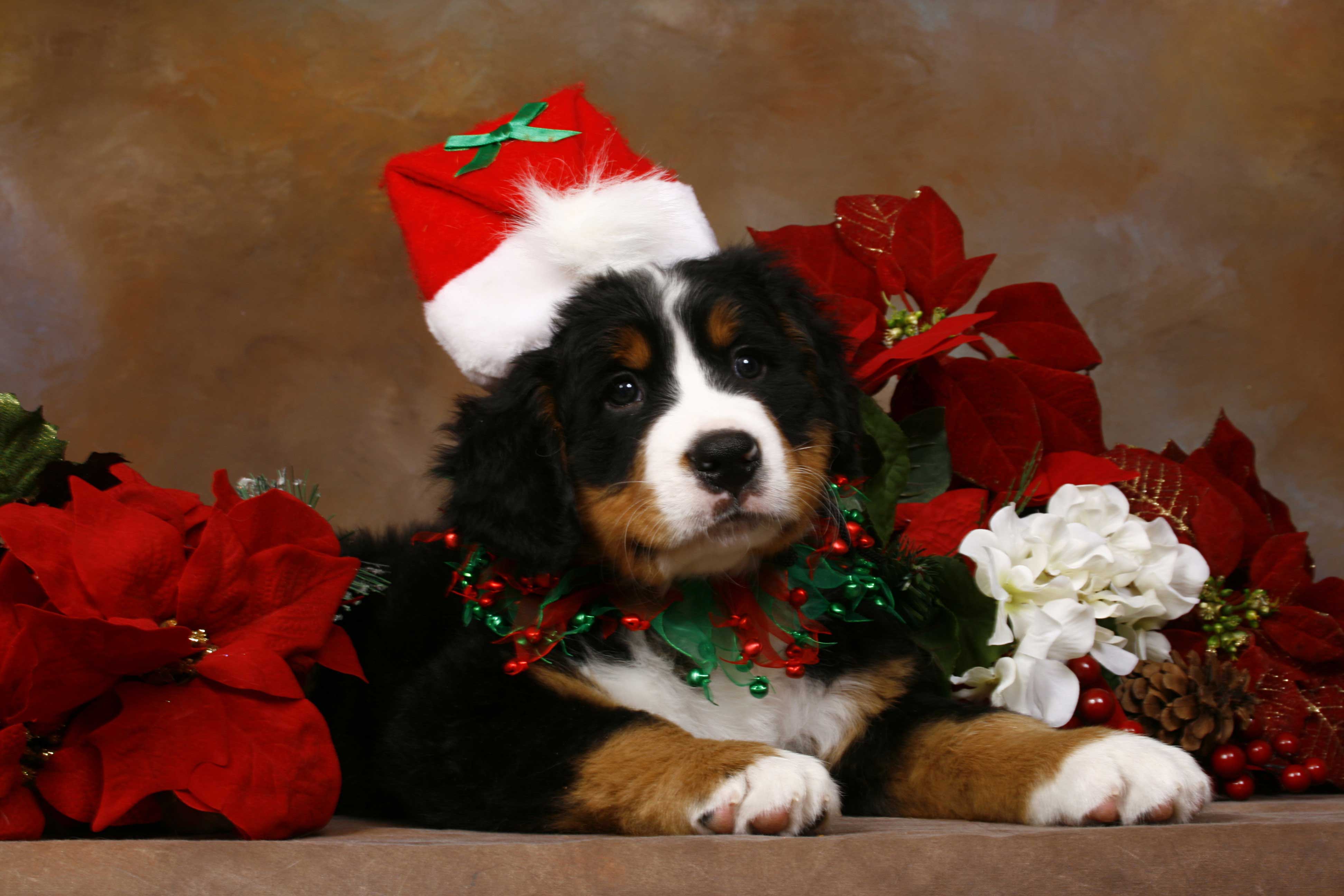 3888x2592 Dog Christmas