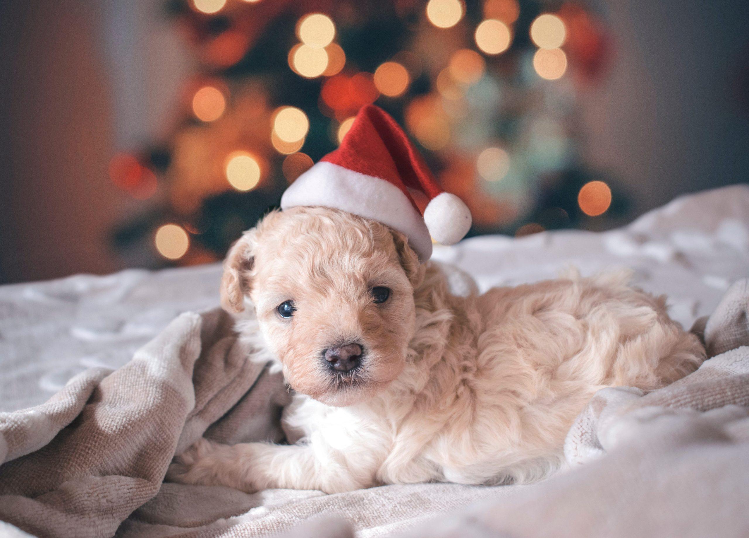 2560x1837 Cute Christmas Puppy Wallpaper To Download For Free Christmas Captions Wallpaper & Background Download