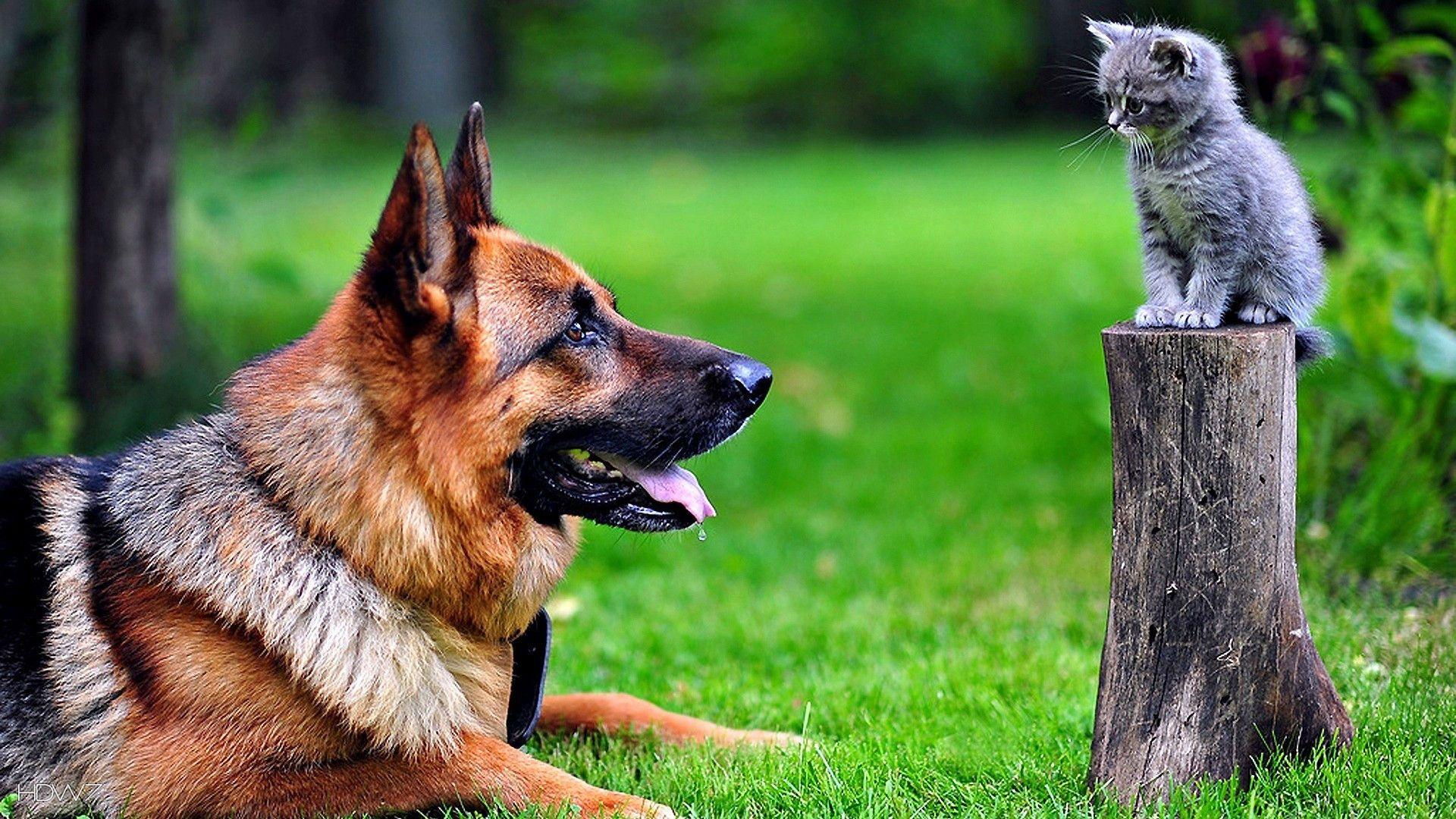 1920x1080 german shepherd and kitten 1920x1080. HD wallpaper gallery