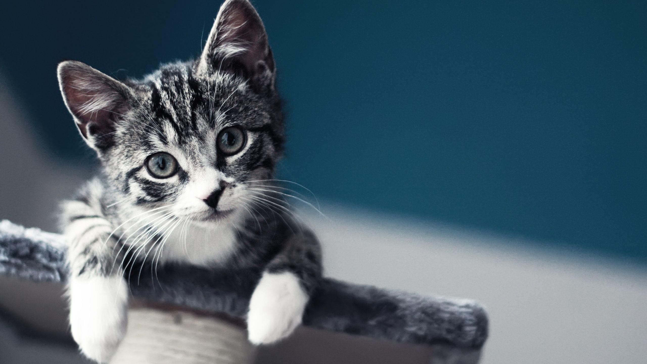 2560x1440 Cute Baby Cat Wallpaper MacBook Air Wallpaper Download