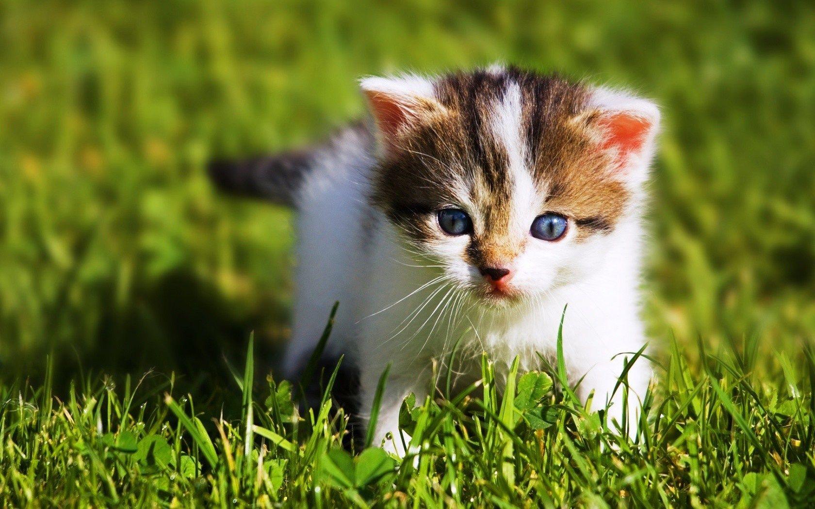 1680x1050 Baby Cat Picture