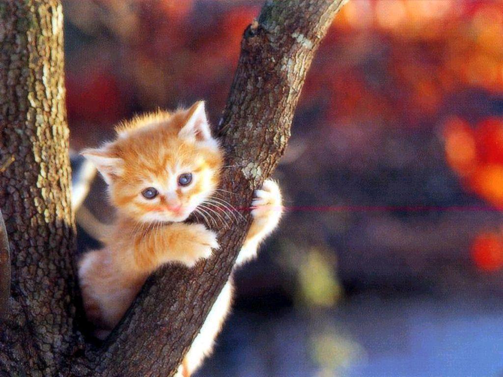 1024x768 Cats Wallpaper