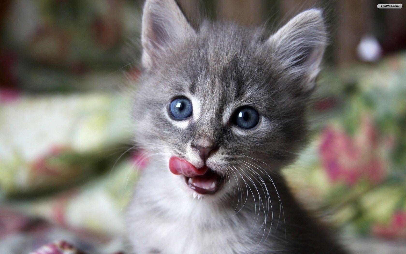 1680x1050 Baby Cat wallpaperx1050