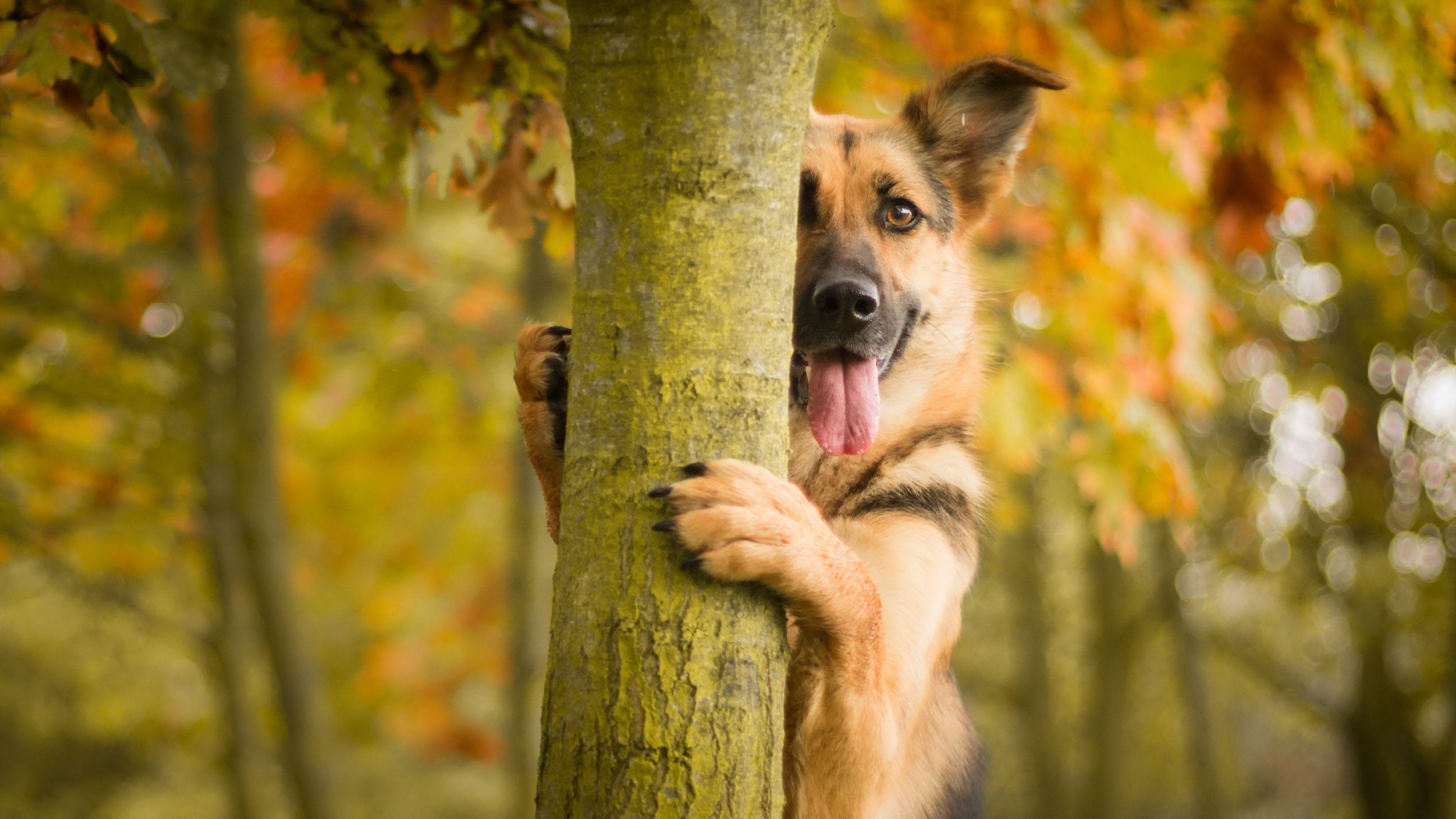 3840x2160 German Shepherd Laptop HD HD 4k Wallpaper, Image, Background, Photo and Picture