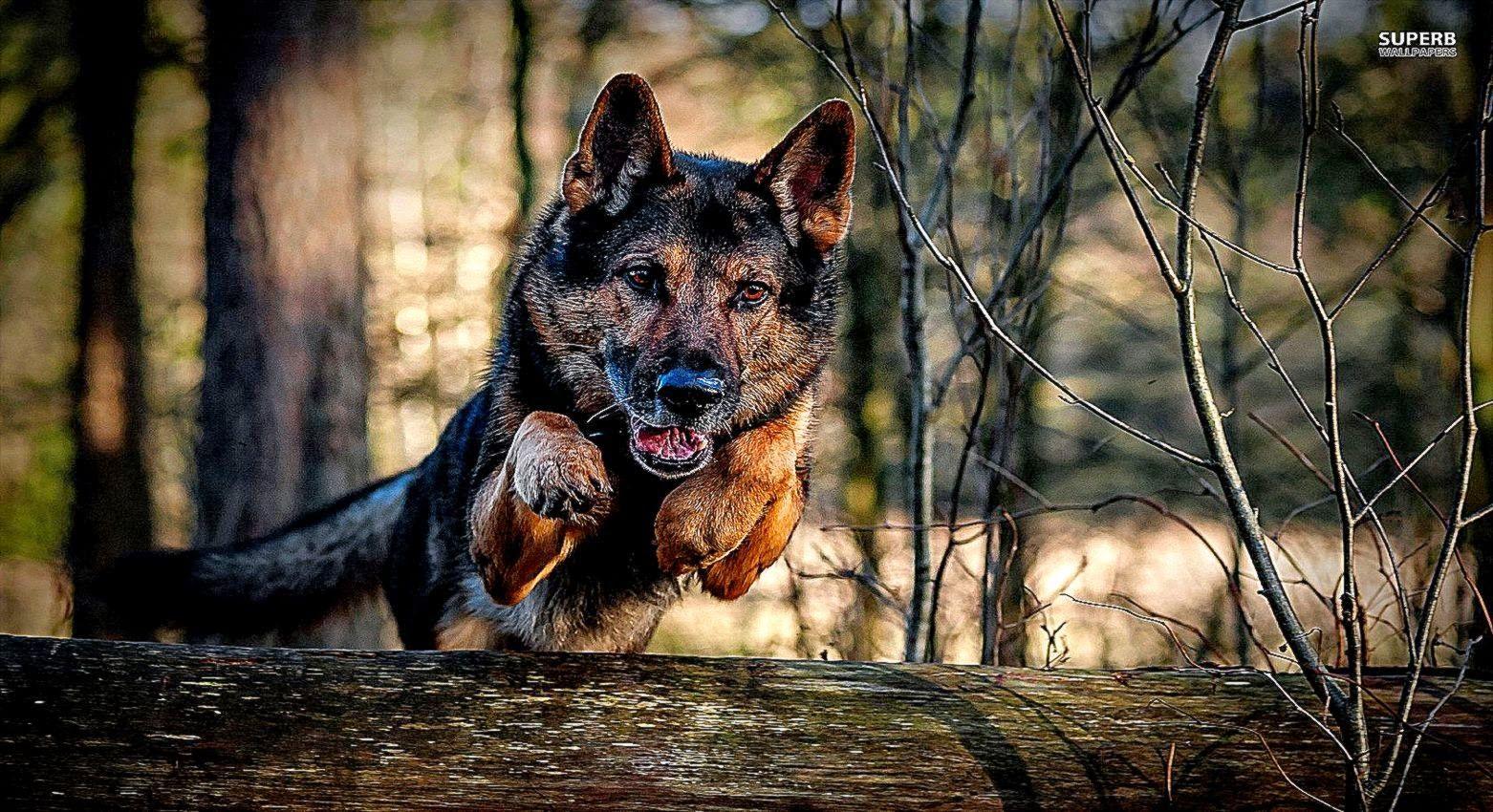1562x850 German Shepherd HD Wallpaper HD Wallpaper Inn Shepherd Accessories HD Wallpaper