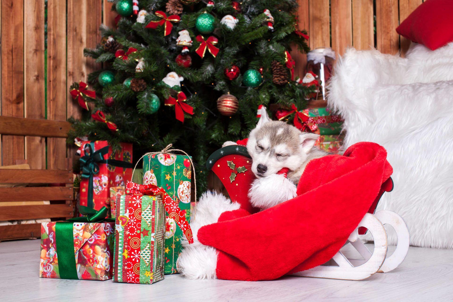 1920x1280 Cute Puppy Christmas Background