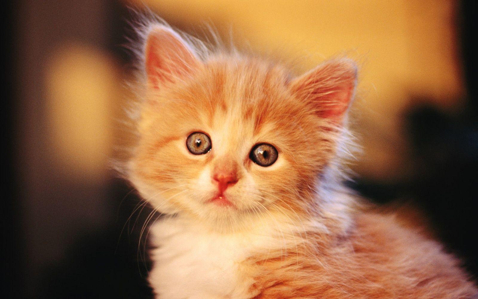 1600x1000 Wallpaper Dhamaka: Nice Wallpaper Of Cute Baby Kitten And Baby Cats Pics And Image