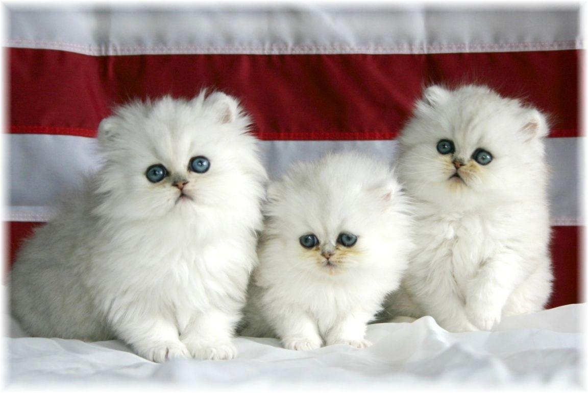 1152x769 Cute HD Wallpaper Cute Baby Cat Wallpaper Desktop Background Cute 1152x769