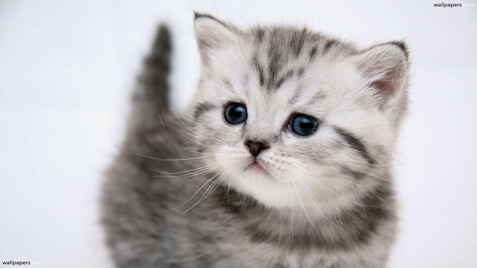1600x900 Kitten Super Cute Baby Cats HD Wallpaper