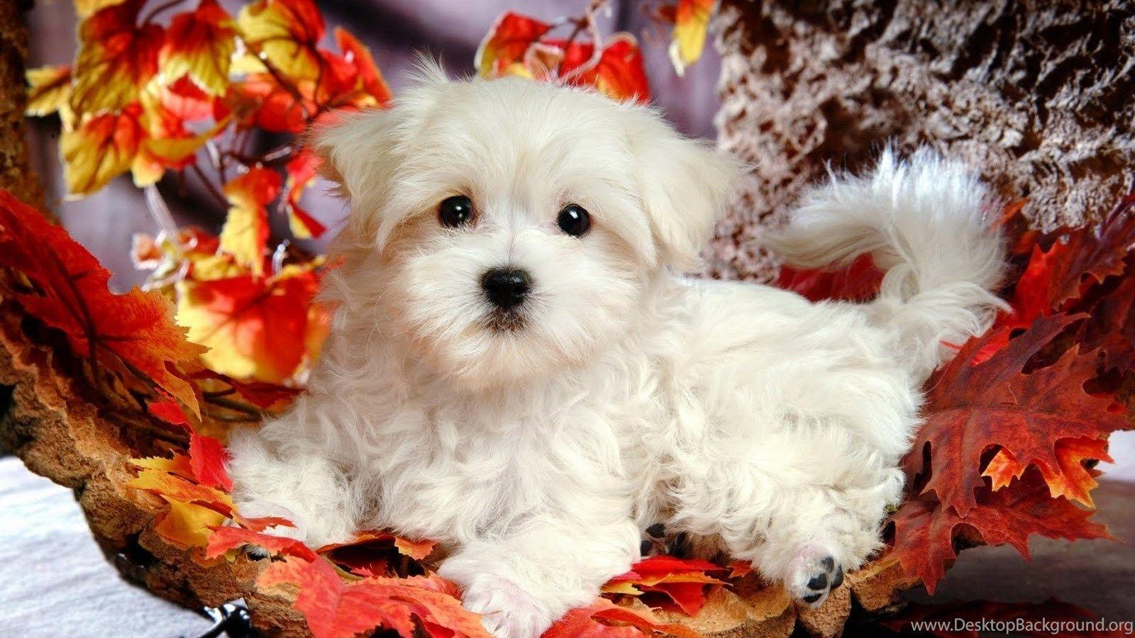 1600x900 Christmas puppy background Desktop Background