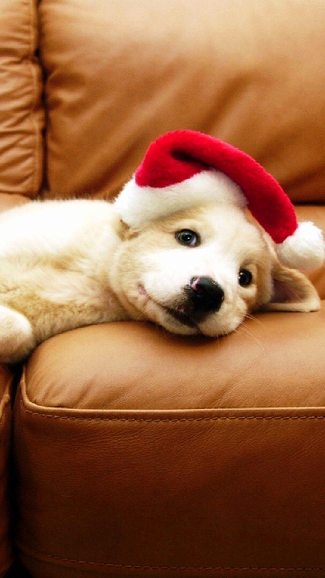 1080x1920 Christmas Puppy Wallpaper Lovely Christmas HD Wallpaper for iPhone 7 Inspiration of The Hudson