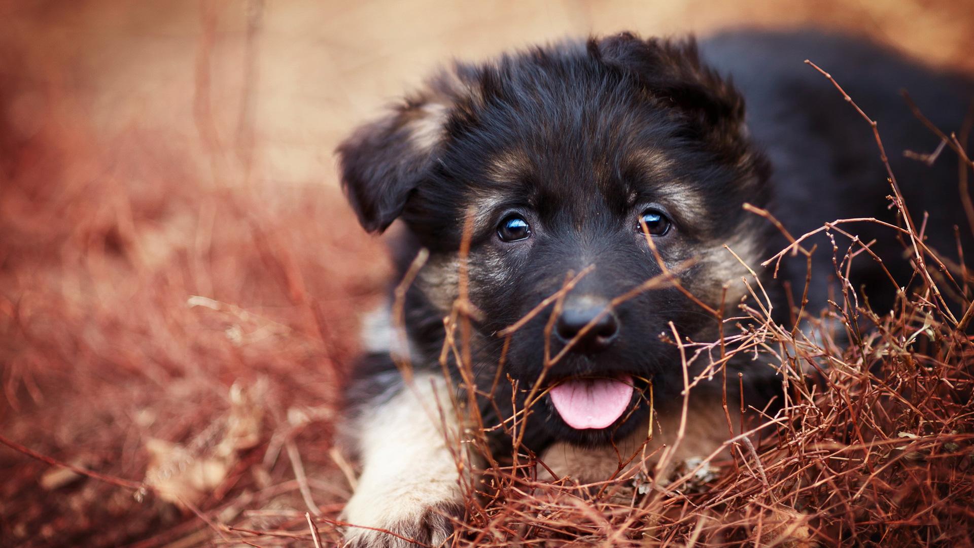 1920x1080 German Shepherd Puppy, Protruding tongue）HD Dog Wallpaper