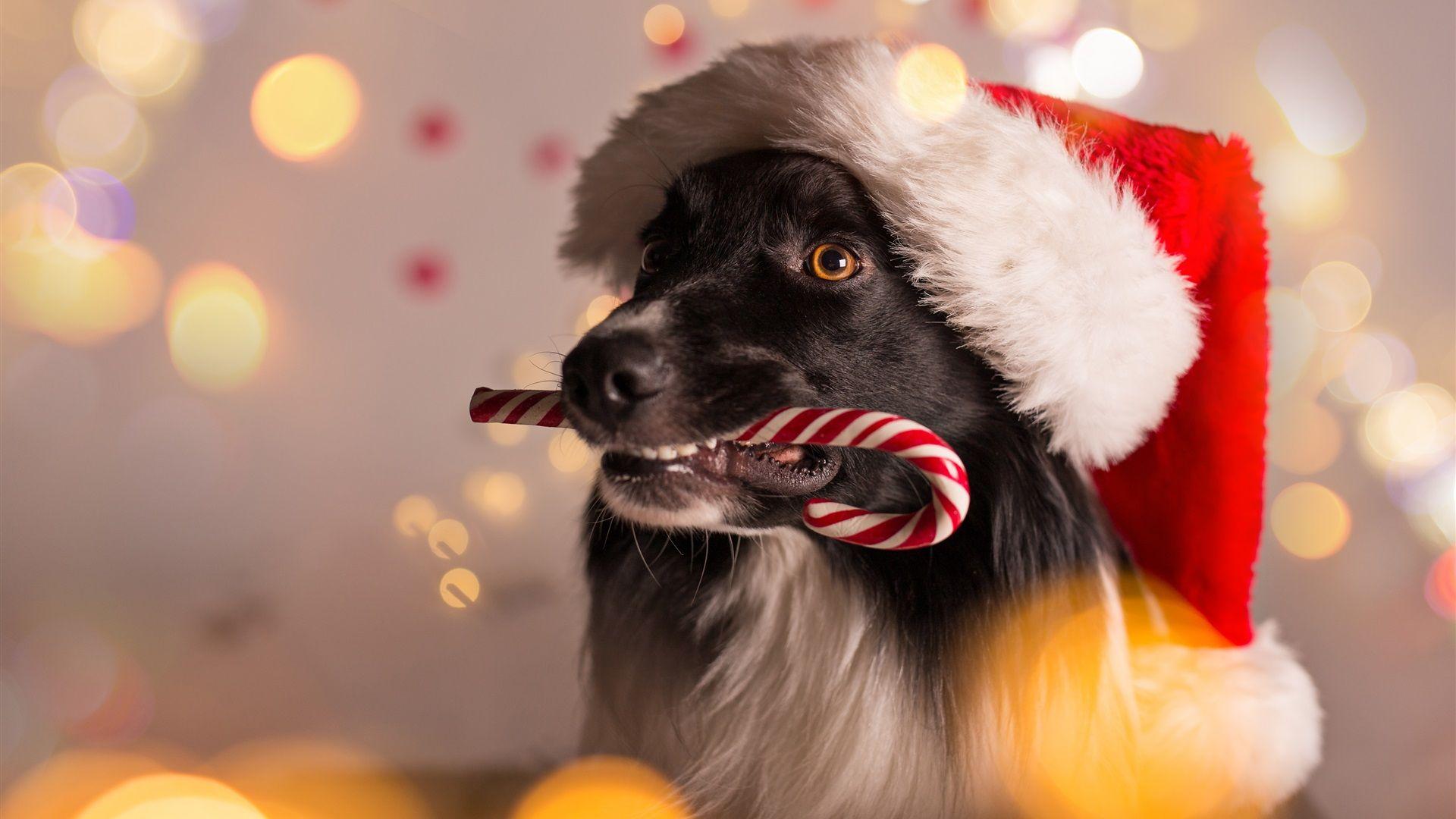 1920x1080 Wallpaper Christmas dog, candy, glare 3840x2160 UHD 4K Picture, Image